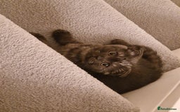 Scottish Fold cats for sale:  Scotish Fold Tabby Kitten - Image 5