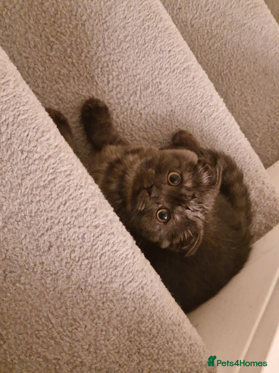 Scottish Fold cats for sale:  Scotish Fold Tabby Kitten - Image 5