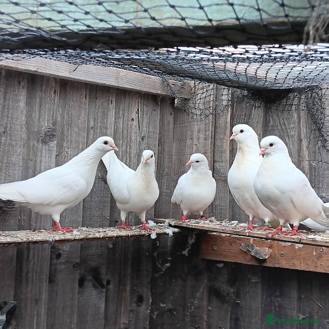 Pigeons birds for sale: Pigeons - Image 8