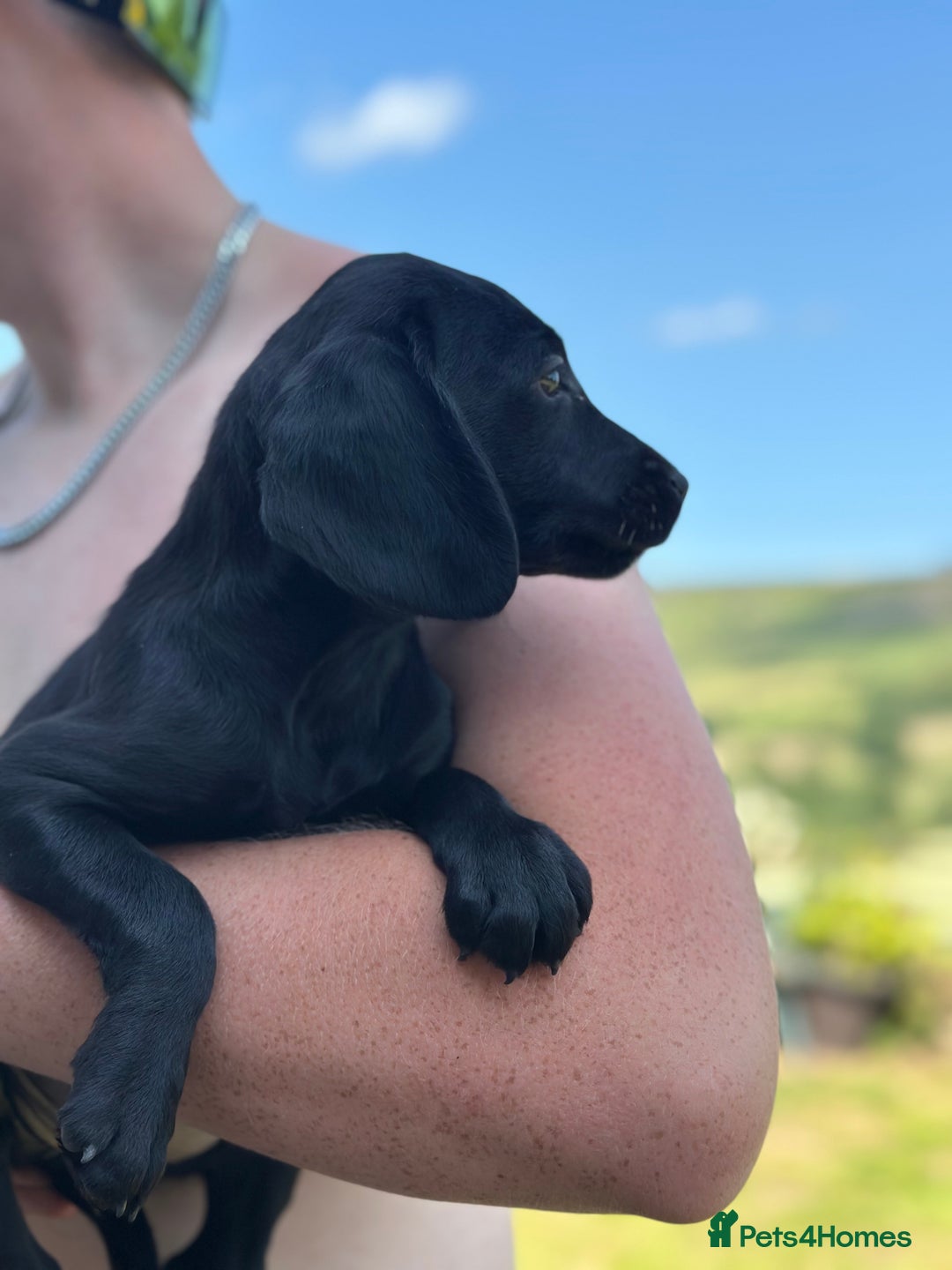 Cockerdor dogs for sale: Perfect Cockerdor Puppies- Tiny Lab like in Pickering - Image 8