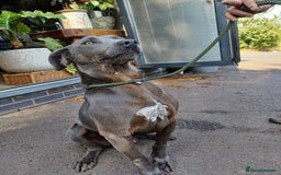 Mixed Breed dogs for sale: Texas Lacy Game Dogs - Image 11