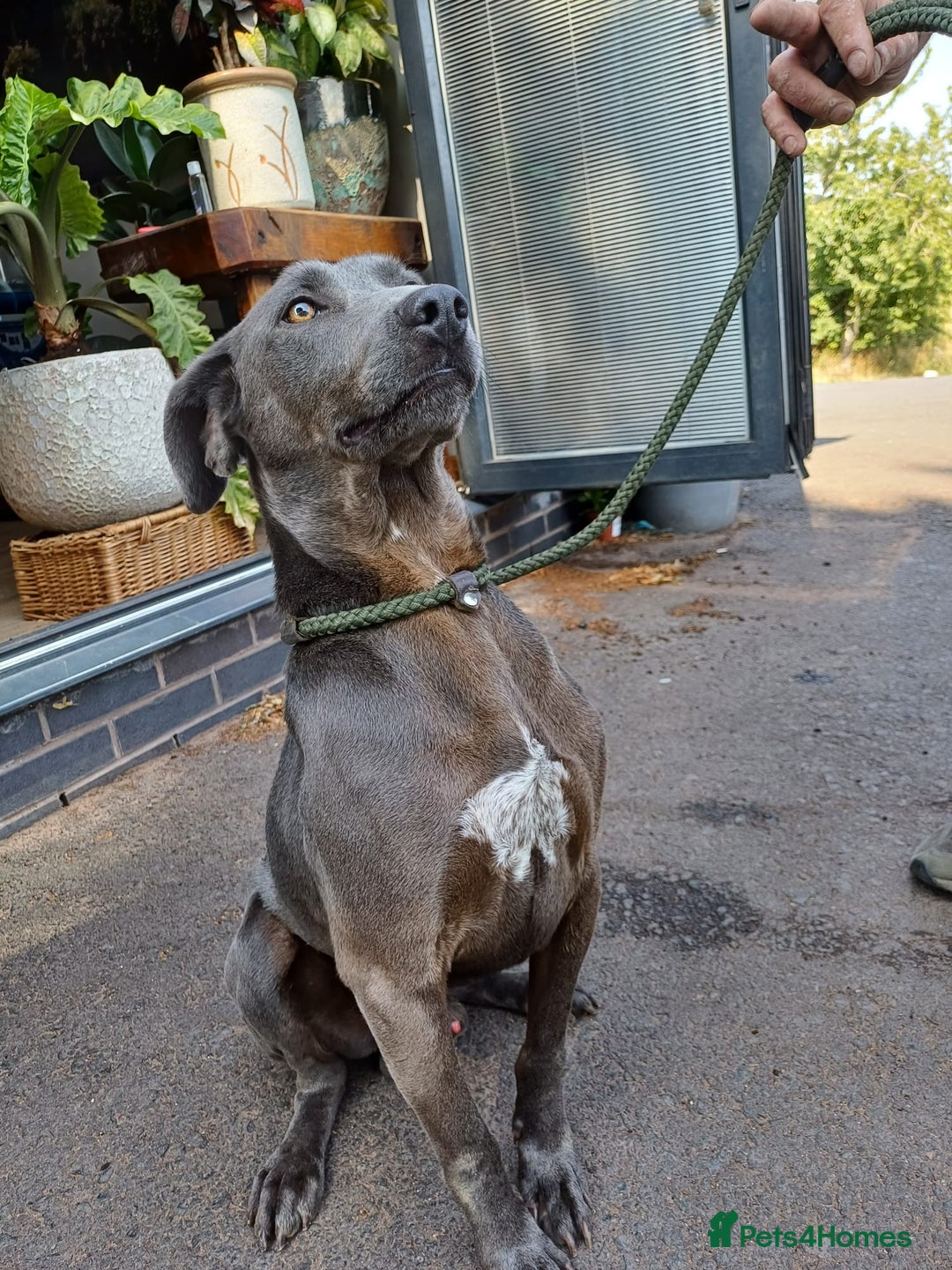 Mixed Breed dogs for sale: Texas Lacy Game Dogs - Image 11