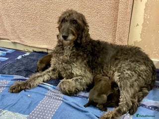 Mixed Breed dogs WOLFADOODLE F1B REVERSE. IRISH WOLFHOUND X - Advert 1