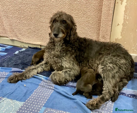 Mixed Breed dogs WOLFADOODLE F1B REVERSE. IRISH WOLFHOUND X - Advert 1