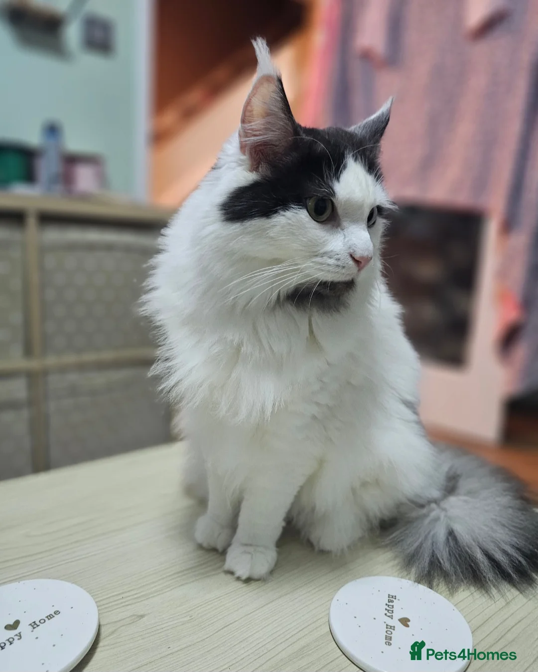 Mixed Breed cats for sale: Maine coon cross Bluebell looking for loving home - Advert 2