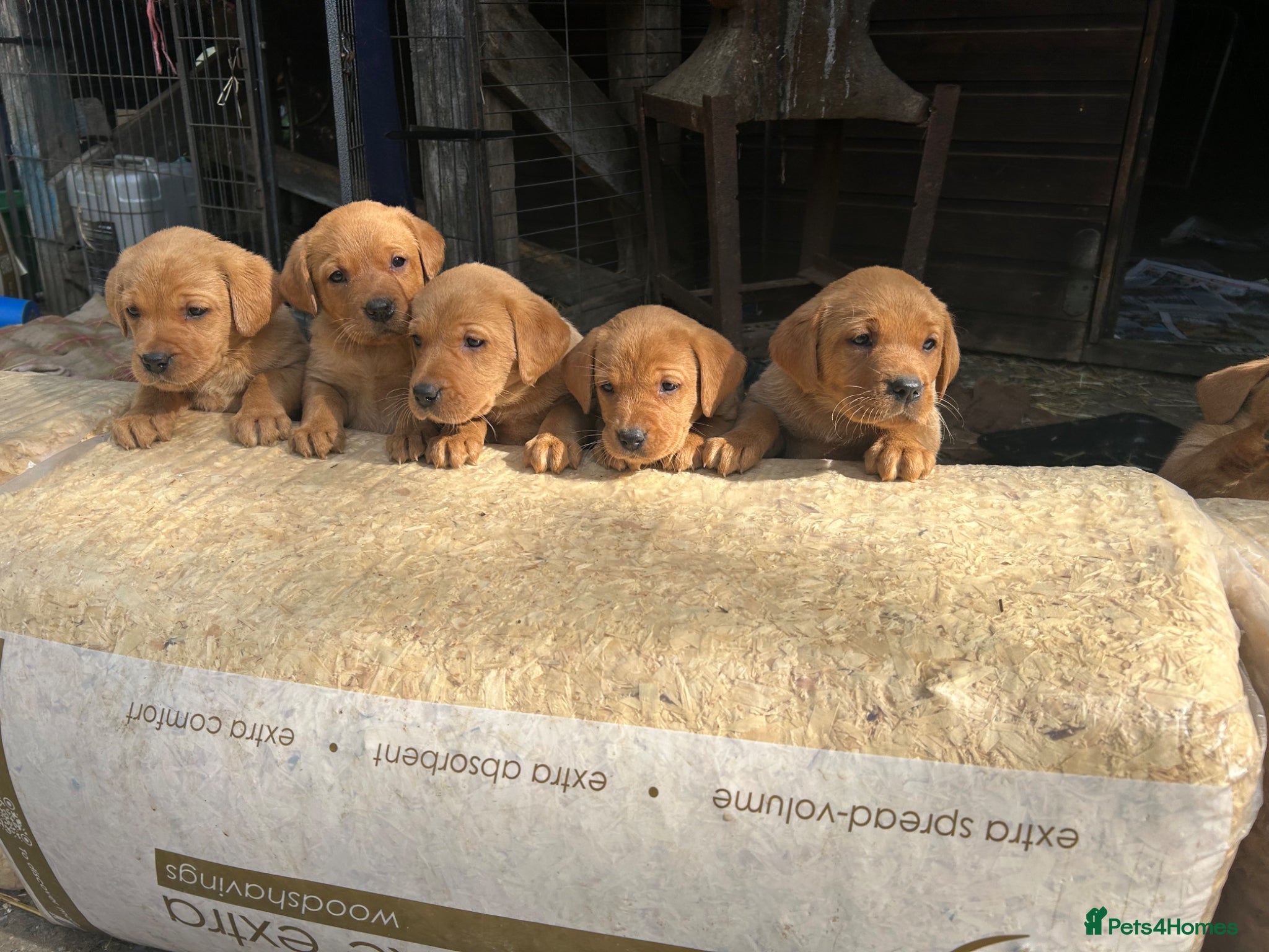 Labrador Retriever dogs KC Reg Fox Red Labrador Puppies - Advert 15