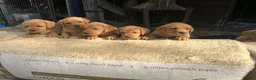 Labrador Retriever dogs for sale: KC Reg Fox Red Labrador Puppies - Advert 1