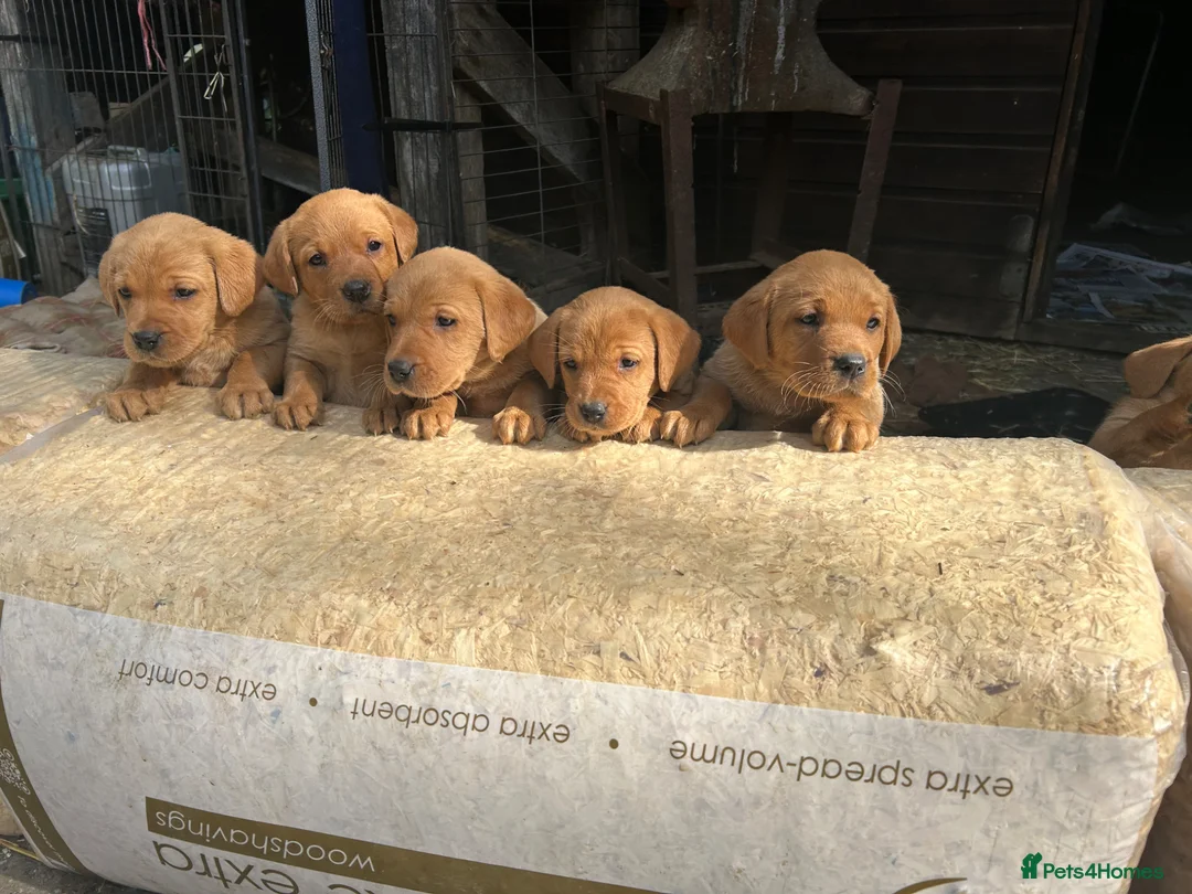 Labrador Retriever dogs for sale: KC Reg Fox Red Labrador Puppies - Advert 1