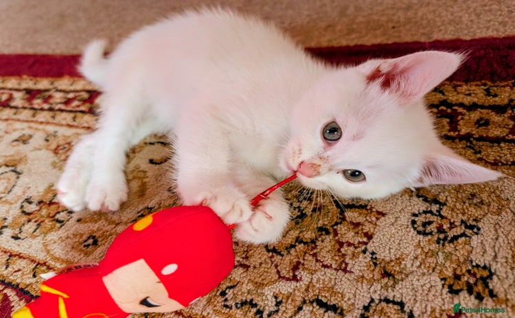 Mixed Breed cats - Advert 2