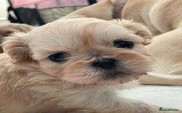 Shih Tzu dogs for sale: 2 Stunning Genuine Imperial ShihTzu's  - Image 1