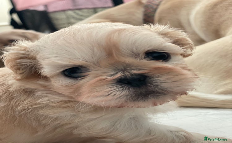 Shih Tzu dogs - Advert 3