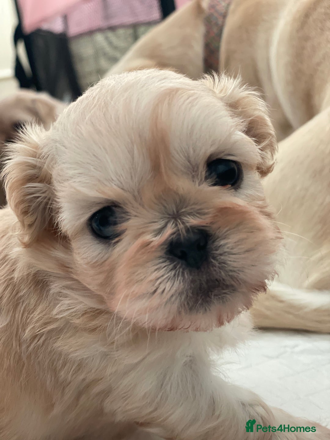 Shih Tzu dogs for sale: 2 Stunning Genuine Imperial ShihTzu's  - Image 1