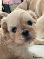 Shih Tzu dogs - Advert 2