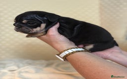 English Bulldog dogs for sale: English Bulldog - Image 8