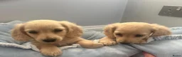 Miniature Dachshund dogs for sale: Beautiful English cream miniature Dachshund - Advert 6