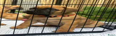Orange collar female