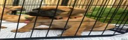 Boerboel dogs for sale: Elite Guard Neema X Spartan Dutch - Advert 7