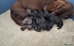 Dachshund dogs for sale: MINI DACSHUNDS READY DEC 6TH - Image 4