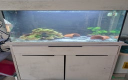 Angelfish fish for sale: 110L Aqua One Aquarium for sale - Image 1