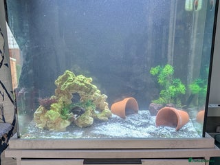 Angelfish fish - Advert 16