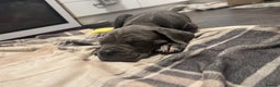 Cane Corso dogs for sale: Cane corso puppy’s  - Advert 3