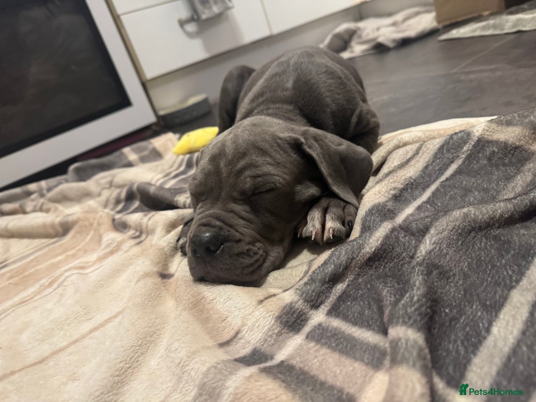 Cane Corso dogs for sale: Cane corso puppy’s  - Advert 3