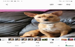 Mixed Breed dogs for sale: Stig  - Image 3