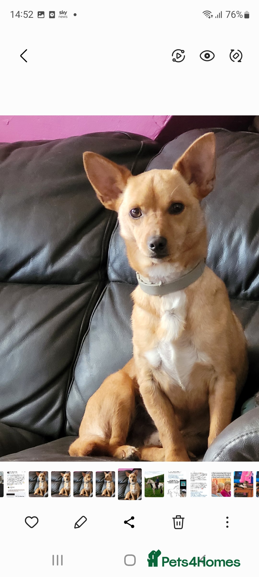 Mixed Breed dogs for sale: Stig  - Image 3