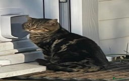 York Chocolate cats for sale: York chocolate x American shorthair - Image 3