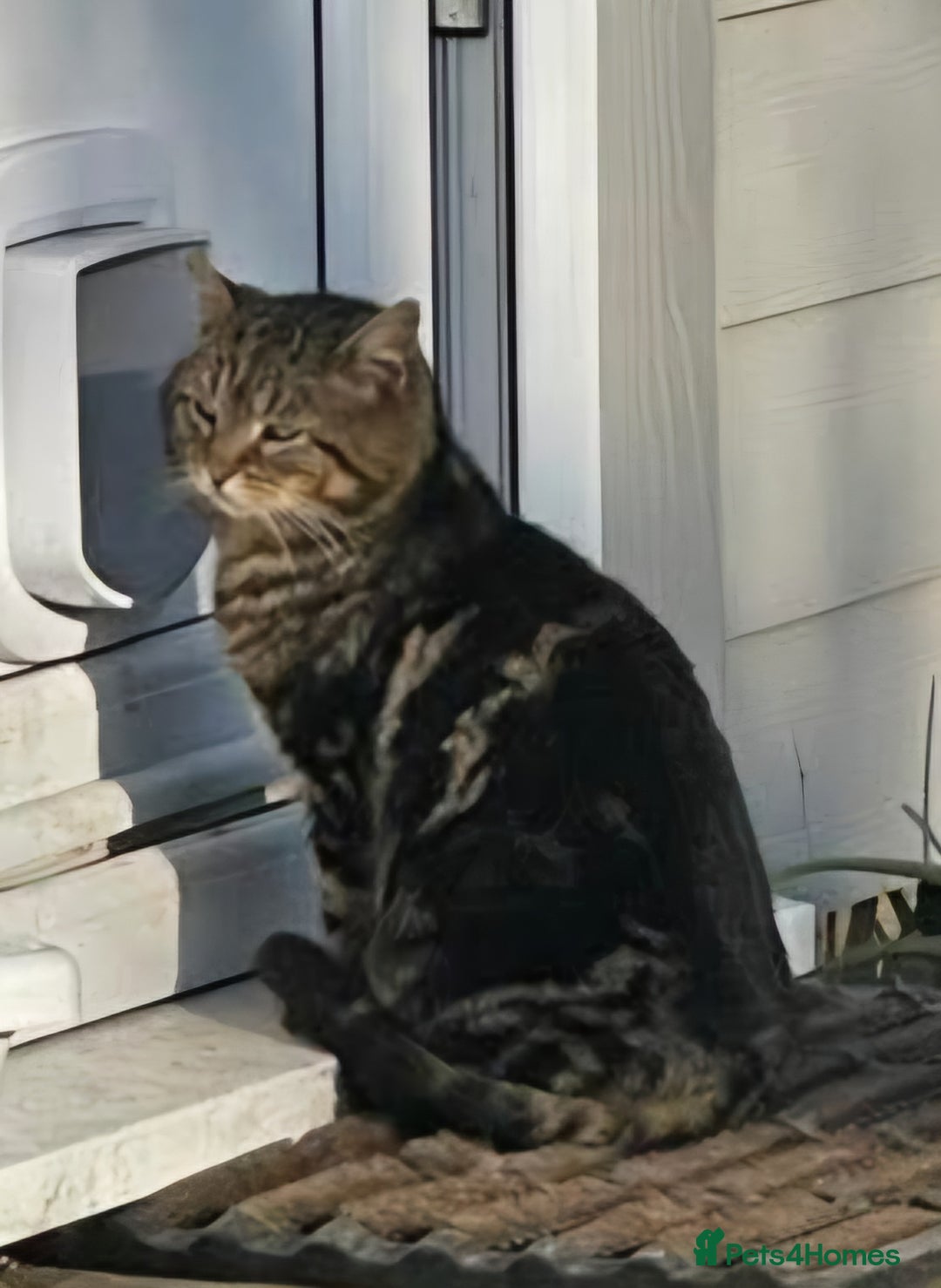 York Chocolate cats for sale: York chocolate x American shorthair - Image 3