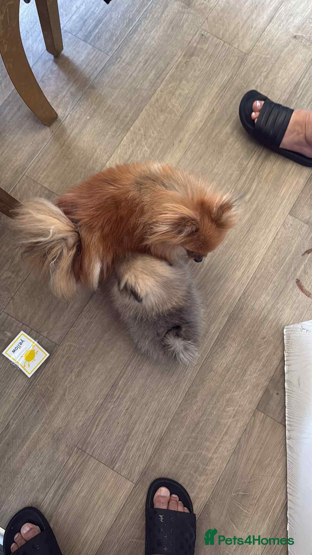 Pomeranian dogs for sale: 💕Wonderful Pomeranian girl - Image 6