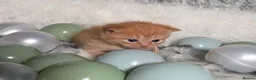 British Longhair cats for sale: Golden British Longhaired kittens  - Advert 28