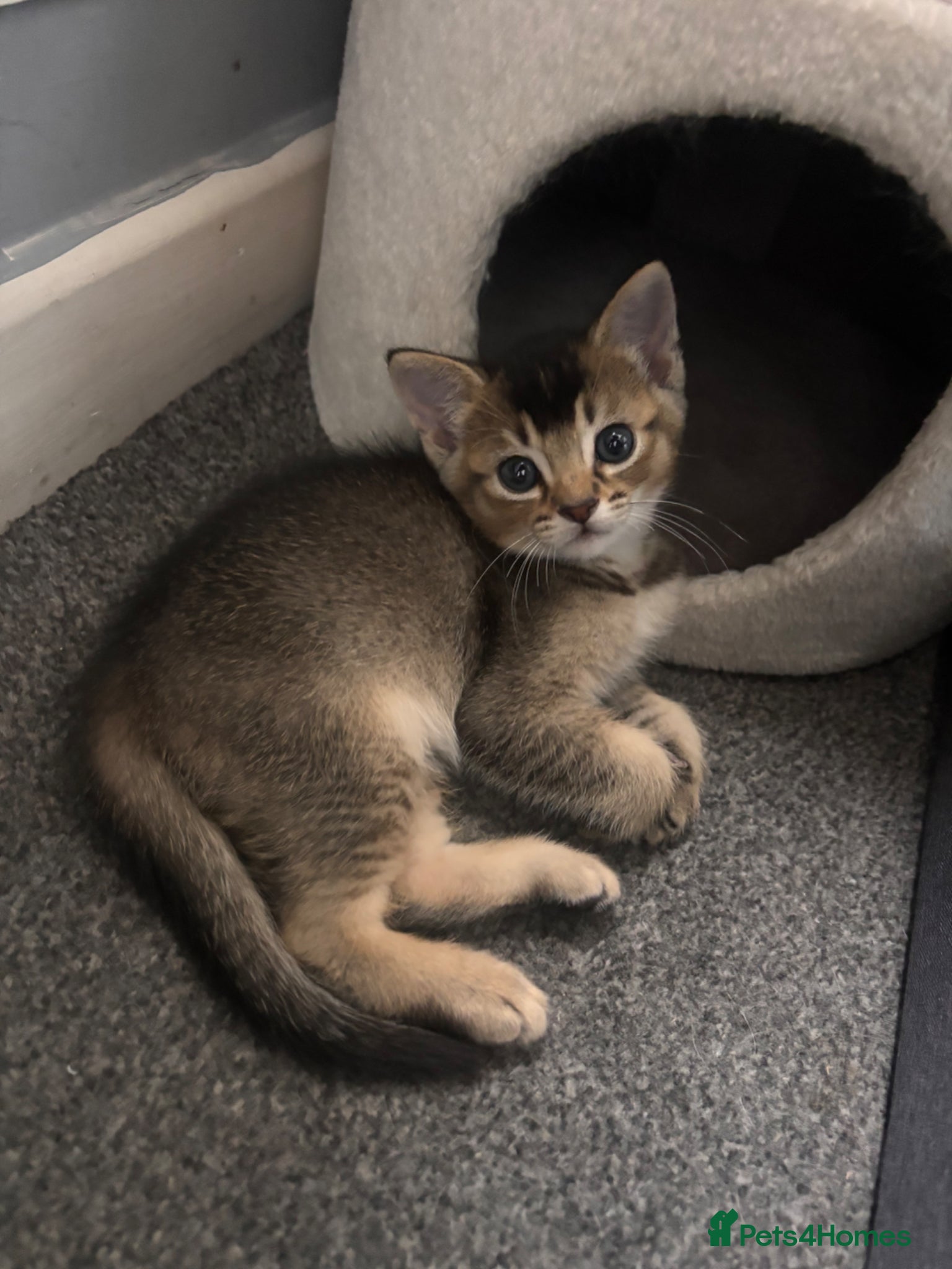 Mixed Breed cats for sale: Male kittens - Advert 24