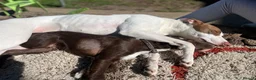 Greyhound dogs for sale: Champion is in need of a new forever home  in Peterborough - Advert 4