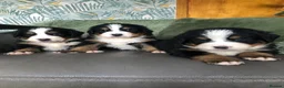 Bernese Mountain Dog dogs for sale: Stunning Bernese mountain puppies - Advert 9