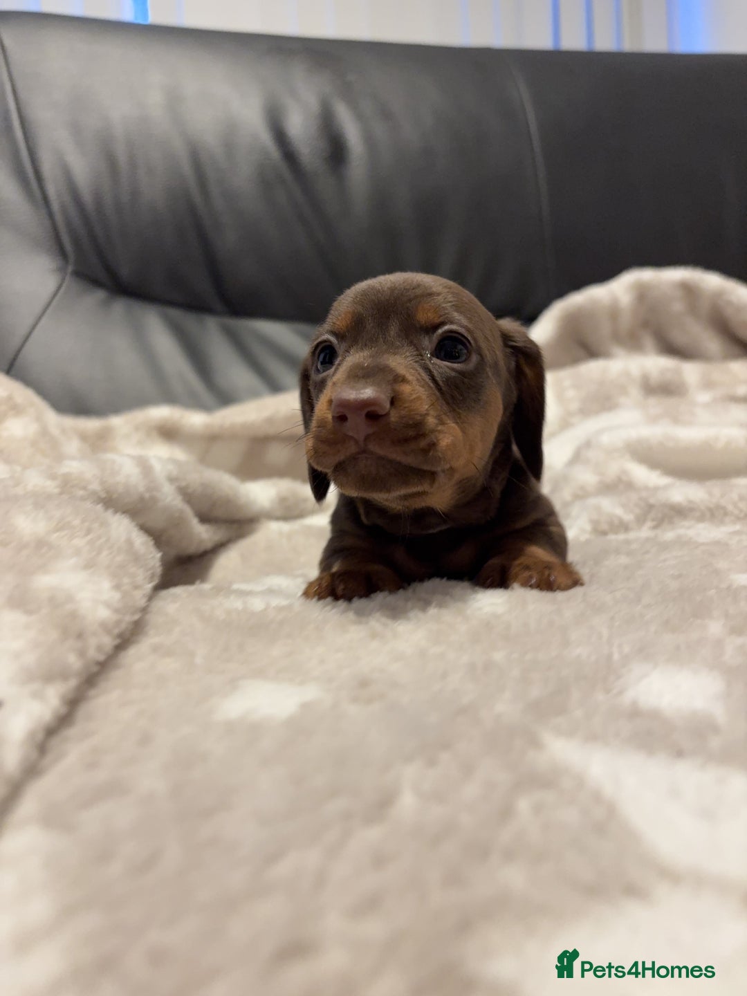 Miniature Dachshund dogs for sale: Miniature Dachshund Puppies Chocolate and Tan KC - Advert 16