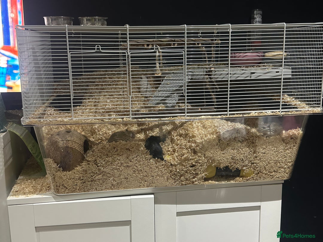 Gerbil rodents for sale: 4 gerbils only selling as group cannot be separate - Advert 4