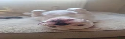 American Bulldog dogs for sale: 4 yr Male American Bulldog in need of loving home in Manchester - Advert 9
