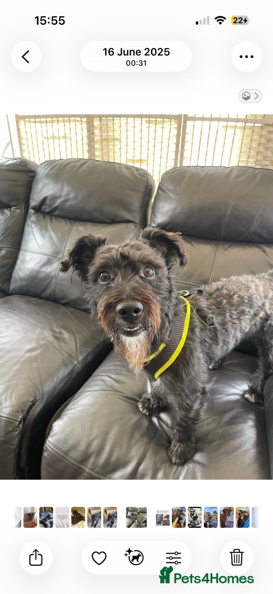 Mixed Breed dogs Buddy’s look for his forever home  - Advert 1