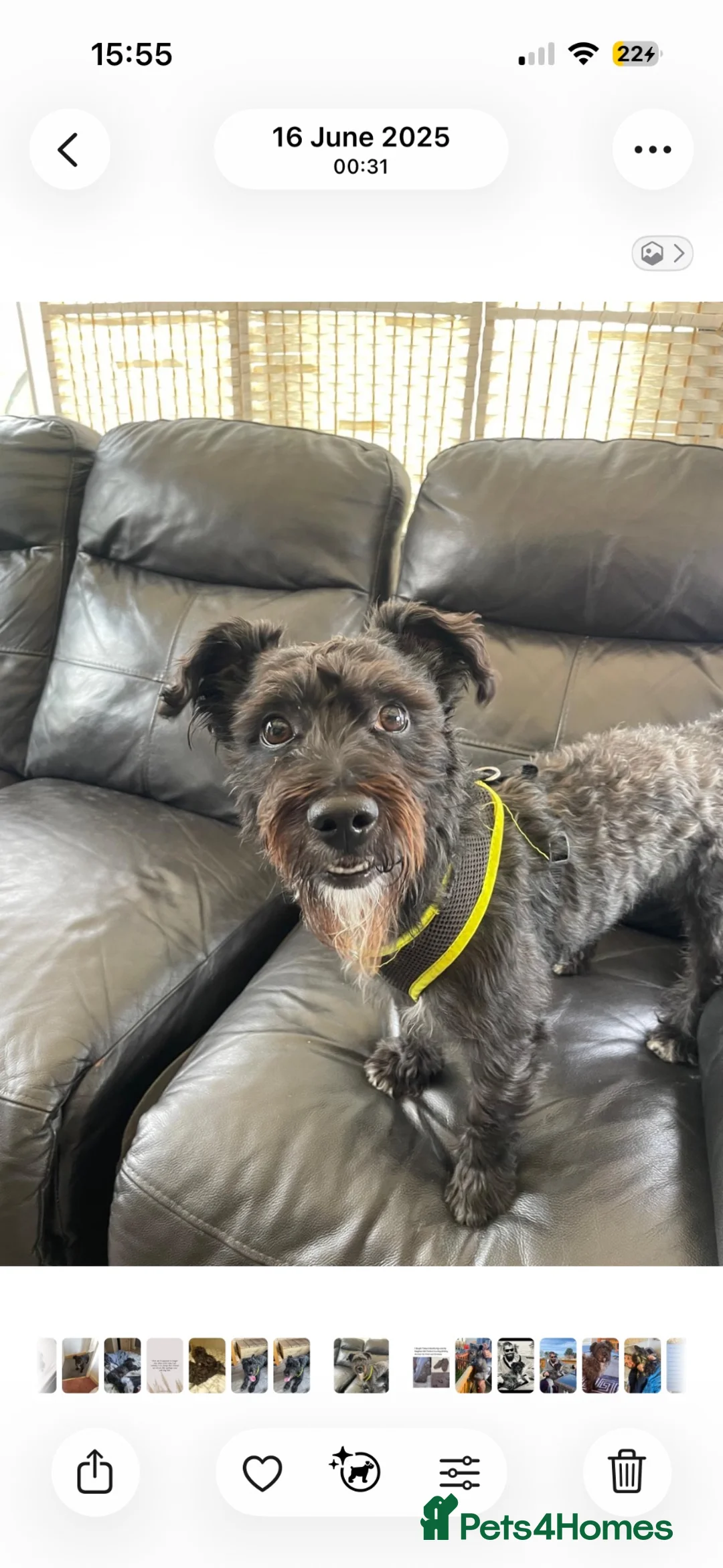 Mixed Breed dogs for sale: Buddy’s look for his forever home  - Advert 1