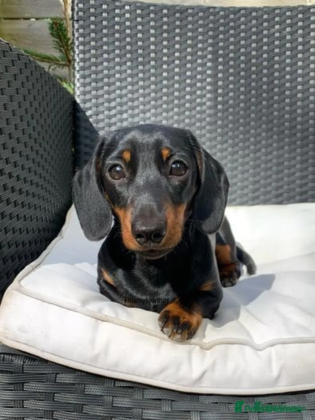 Dachshund dogs for stud: Champion Sired 4kg - IVDD Screened & PRA Clear in Tunbridge Wells - Advert 5