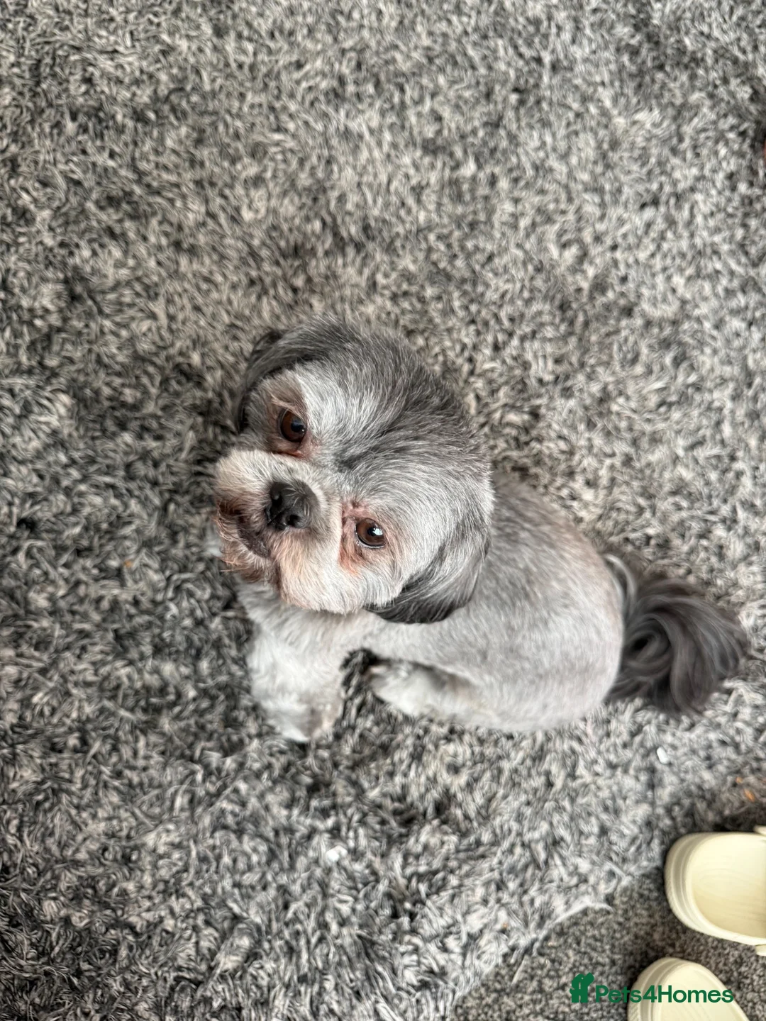 Shih Tzu dogs for sale: Female dog - Advert 2
