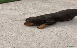 Cocker Spaniel dogs for sale: Miniature working Cocker spaniel puppies for sale - Image 22