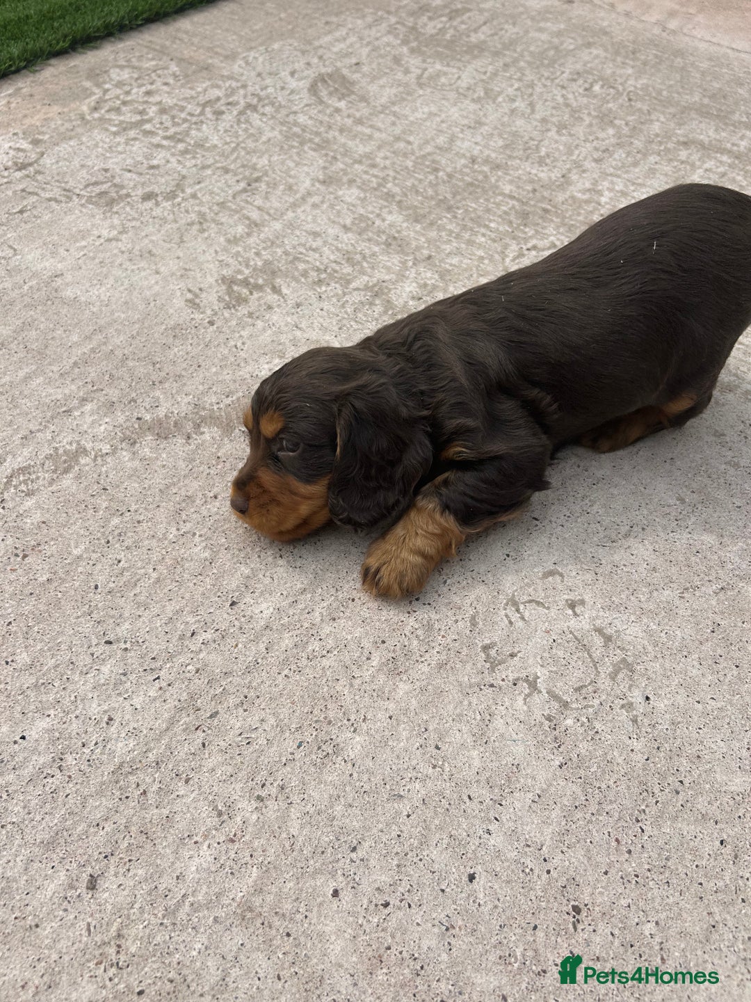 Cocker Spaniel dogs for sale: Miniature working Cocker spaniel puppies for sale - Image 22