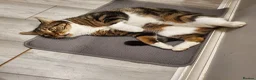 Domestic Shorthair cats for sale: Beautiful tabby 6 years old male cat  - Advert 3