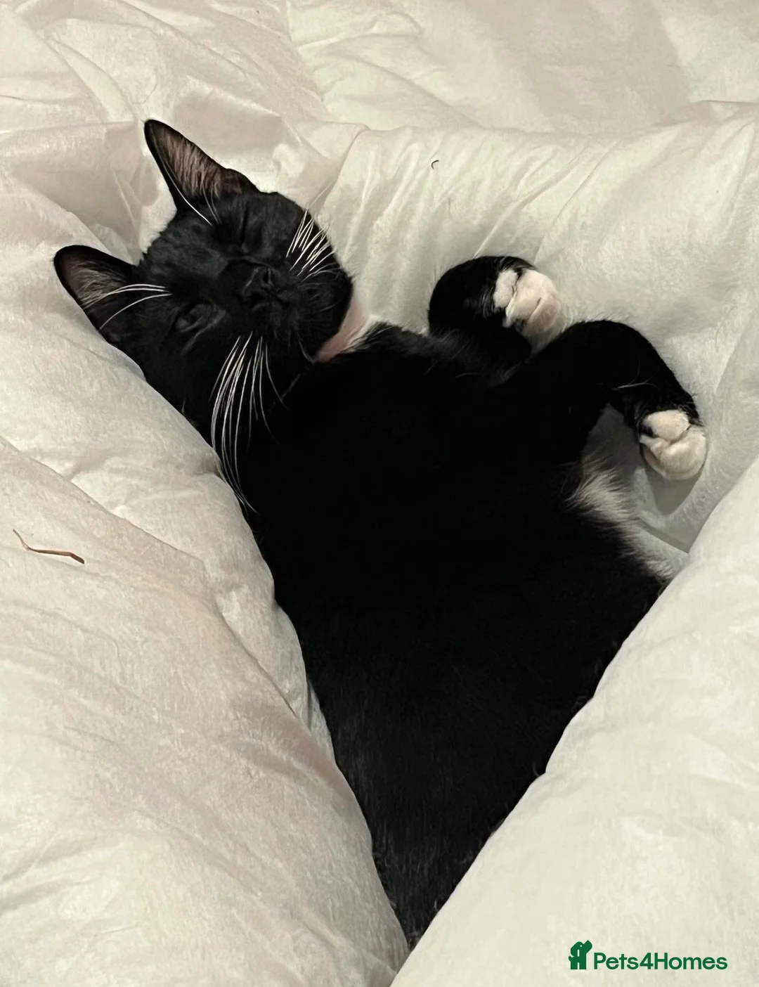 British Shorthair cats for sale: Tuxedo soppy cat - Advert 4