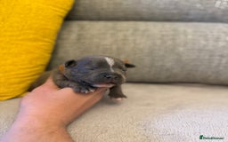 Staffordshire Bull Terrier dogs for sale: 7 BEAUTIFUL STAFFY PUPS SIRED BY CH FIGO - Image 11