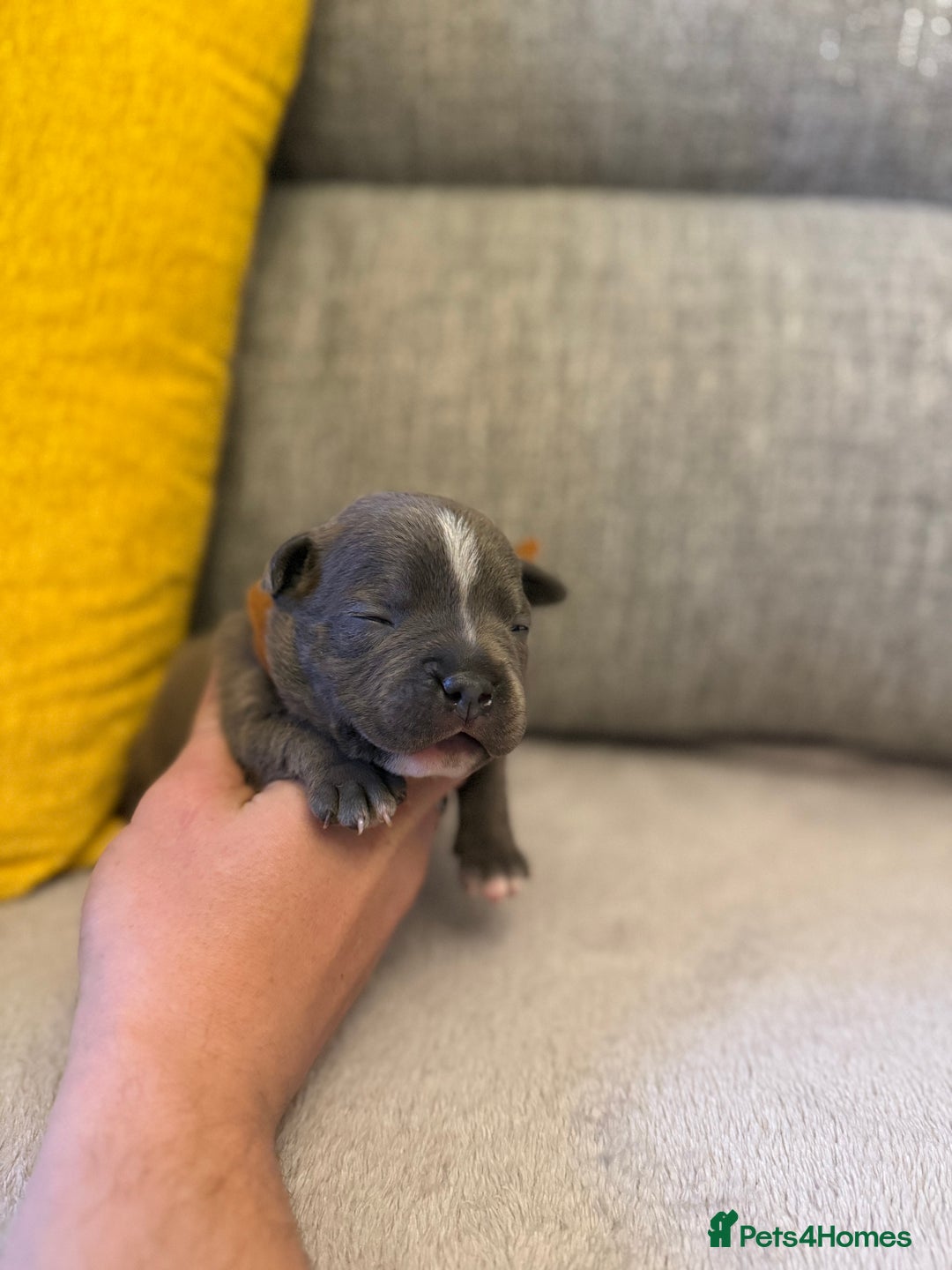 Staffordshire Bull Terrier dogs for sale: 7 BEAUTIFUL STAFFY PUPS SIRED BY CH FIGO - Image 11