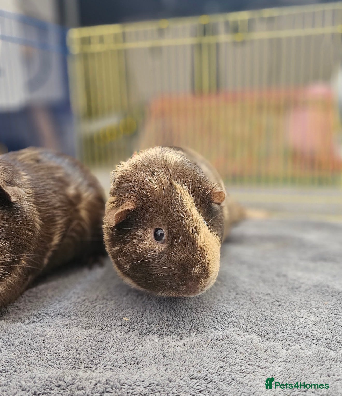 Guinea Pig rodents Two adorable male guinea pigs for sale <1 year old - Advert 2