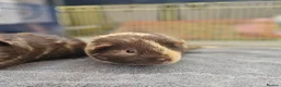 Guinea Pig rodents for sale: Two adorable male guinea pigs for sale <1 year old - Advert 2